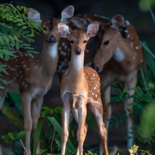 Deer-pic